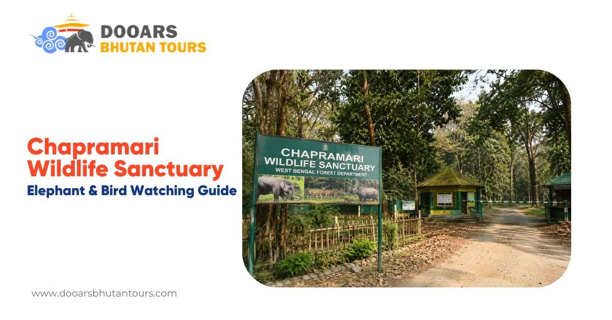 Chapramari Wildlife Sanctuary: Elephant and Bird Watching Guide