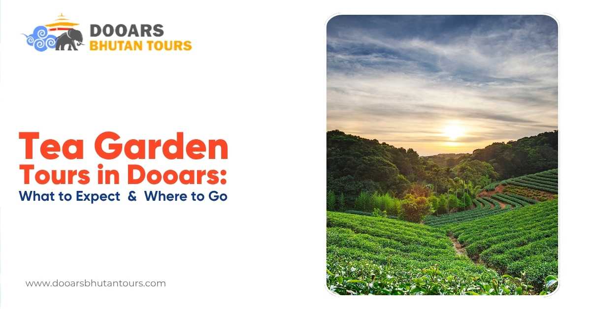 Dooars Tea Garden Tour: What to Expect and Where to Go