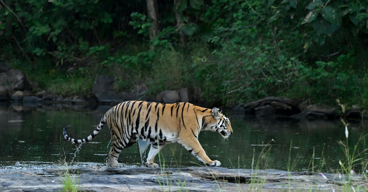 Buxa Tiger Reserve - Dooars Bhutan Tours Blog