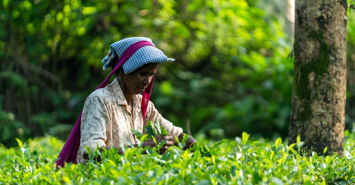Tea Garden - Dooars Bhutan Tours Blog