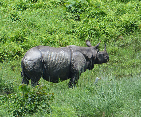 Gorumara National Park