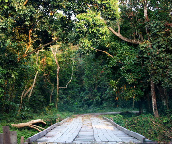 Chilapata Forest