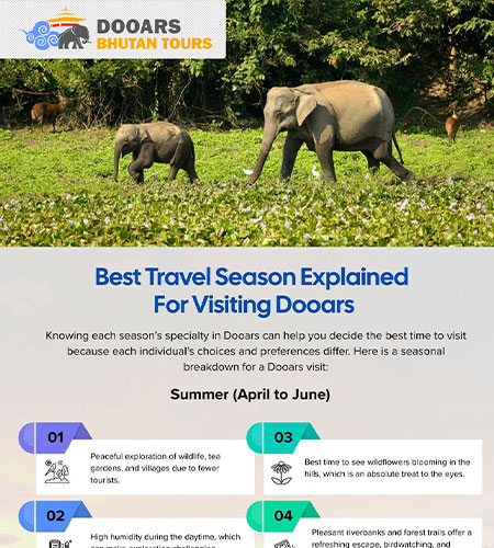 Best Travel Season Explained For Visiting Dooars