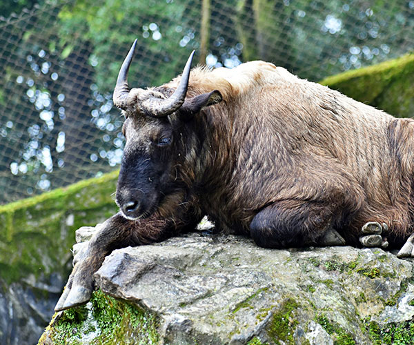 Birding & Wildlife Tours