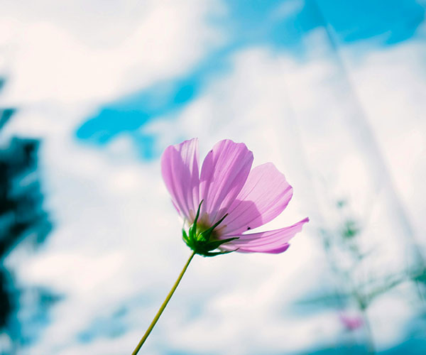 Spiritual & Wellness